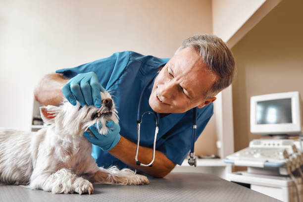 Best Emergency Dental Care for Trauma or Injury in Kensett, AR